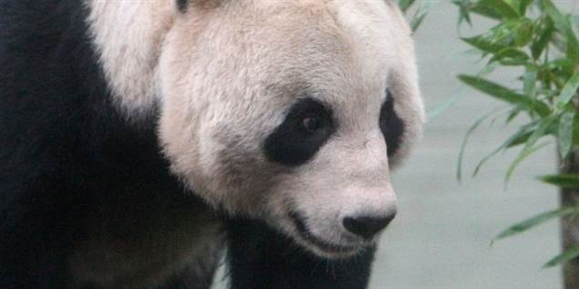 Se smilende panda vække jubel i Skotland