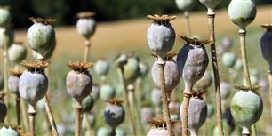 Opium frøkapsler, hvorfra fundamentet for heroin kommer.
