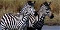 Derfor har zebraen striber