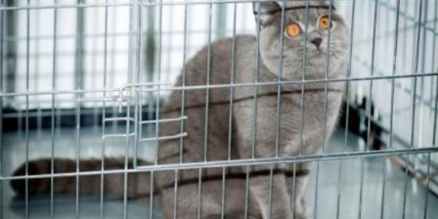 Kattens Værn overvejer politianmeldelse