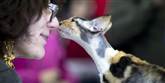<span style='font-family: Arial; font-size: 15px; color: White;'>Ægte kærlighed eller et billigt trick for at nå længere frem i skønhedsverdenen? En kat af racen Cornish Rex kysser her næsen på en af udstillingens dommere.</span> <span style='font-family: Arial; font-weight: normal; font-size: 15px; color: #999999;'>Foto: AP Photo / Vadim Ghirda / POLFOTO</span>