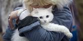 <span style='font-family: Arial; font-size: 15px; color: White;'>Når det hele blev lidt for meget, var det da i det mindste godt, at ens ejer ikke var så langt væk. Her ses den tyrkiske Angora-kat, Attila, sammen med sin ejerkvinde, efter katten havde været aggressiv over for en dommer under konkurrencen.</span> <span style='font-family: Arial; font-weight: normal; font-size: 15px; color: #999999;'>Foto: AP Photo / Vadim Ghirda / POLFOTO</span>