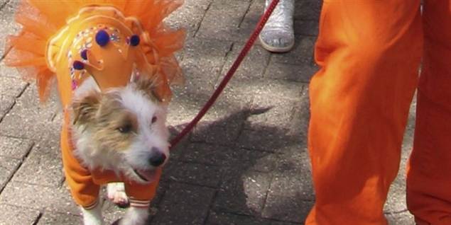 Se orange hund hylde Hollands dronning