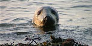 Sæl-offerets kæreste advarer alle mod at bade i Roskilde Fjord. Sælen på billedet er ikke gerningssælen.