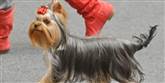 <span style='font-family: Arial; font-size: 15px; color: White;'>Den amerikanske hund 'Royal tiger of bright beauty' går langs catwalken.</span> <span style='font-family: Arial; font-weight: normal; font-size: 15px; color: #999999;'>Foto: AP Photo/Jens Meyer / POLFOTO</span>
