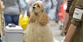 <span style='font-family: Arial; font-size: 15px; color: White;'>På hundefronten var der ren hygge. Her er det en amerikansk cockerspaniel.</span> <span style='font-family: Arial; font-weight: normal; font-size: 15px; color: #999999;'>Foto: AP Photo/Jens Meyer / POLFOTO</span>