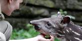 <span style='font-family: Arial; font-size: 15px; color: White;'>Det er første gang, tapir-ungen er udenfor.</span> <span style='font-family: Arial; font-weight: normal; font-size: 15px; color: #999999;'>Foto: AP / POLFOTO</span>
