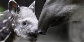<span style='font-family: Arial; font-size: 15px; color: White;'>Hun nusser også sit nuttede afkom.</span> <span style='font-family: Arial; font-weight: normal; font-size: 15px; color: #999999;'>Foto: AP / POLFOTO</span>
