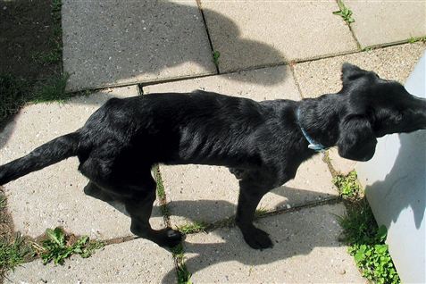 Emmas ejer fik ikke sin mishandlede hund med hjem