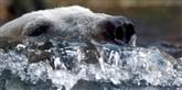 <span style='font-family: Arial; font-size: 15px; color: White;'>Det er garanteret også hot at være en bjørn. Her svømmer en polar-bjørn fra Hamburgs Hagenbeck Zoo rundt i det kolde vand.</span> <span style='font-family: Arial; font-weight: normal; font-size: 15px; color: #999999;'>Foto: AP Photo/dapd/ Philipp Guelland / POLFOTO</span>