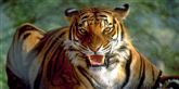 <span style='font-family: Arial; font-size: 15px; color: White;'>Også tigre er en truet dyreart. Ifølge panda.org har verden mistet 97 procent af de vilde tigre, og der er kun 3.200 tilbage.</span> <span style='font-family: Arial; font-weight: normal; font-size: 15px; color: #999999;'>Foto: Colourbox</span>