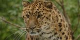 <span style='font-family: Arial; font-size: 15px; color: White;'>Også forskellige slags leoparder har det svært. Situationen er for eksempel særlig kritisk for Amur leoparden. Arkivfoto.</span> <span style='font-family: Arial; font-weight: normal; font-size: 15px; color: #999999;'>Foto: AP Photo / POLFOTO</span>