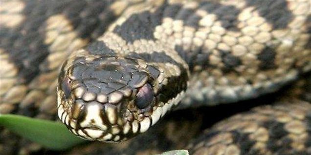 Verdens farligste slange bider 17-årig