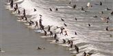 <span style='font-family: Arial; font-size: 15px; color: White;'>Cape Town strande er ellers meget populære og tiltrækker mange turister og badegæster. For nylig var der et gigantisk surfing-event.</span> <span style='font-family: Arial; font-weight: normal; font-size: 15px; color: #999999;'>Foto: Schalk van Zuydam / POLFOTO</span>