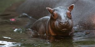 Her er det nyeste medlem af familien i Københavns Zoo