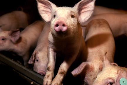 Ingen dioxin i danske svin