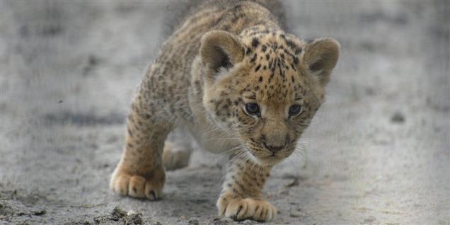 Se billederne af løve og tiger-parring