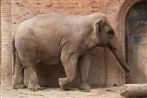 Det er uvist, om denne elefant er en homo-elefant, som den, der lever i en polsk zoologisk have.
 Foto: www.colourbox.com