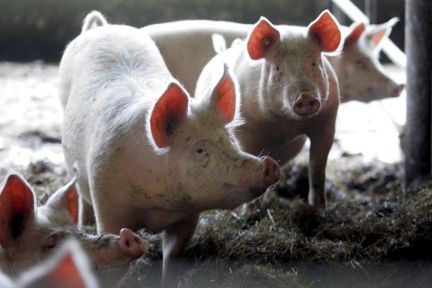 WHO: Svinesyge kan vende frygteligt tilbage