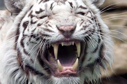 Endnu en tiger angriber sin dyrepasser