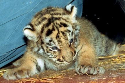 Vil du røre ved en tigerunge i Næstved Zoo?