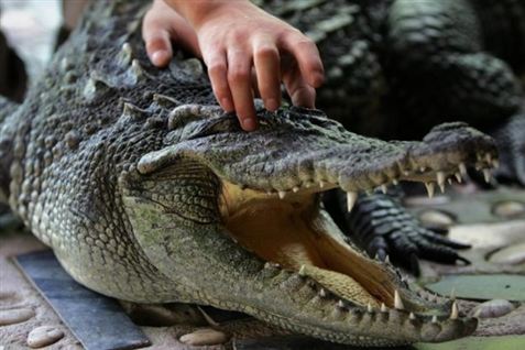 Alligator dræber 11-årig pige