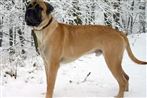 Det var tre hunde af racen her, Bullmastif, der blev misbrugt af og efterfølgende dræbte deres ejer. Arkivfoto.