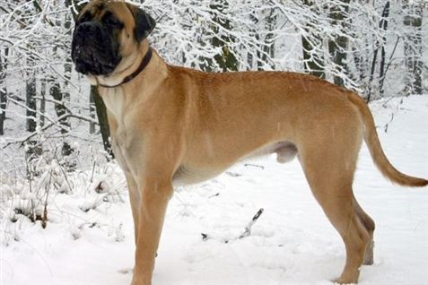 Læge fundet død efter hundesex