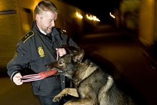 Det gode skal leges ind i hunden - her viser hundeføreren Otto hvordan. Hunden Brian har intet at indvende!  <b>Thomas Arnbo</b>