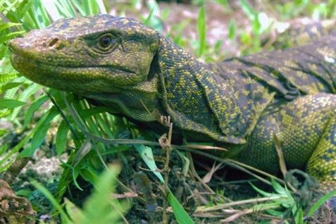Komodovaranens fætter har to tissemænd