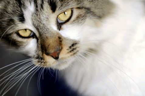Mand leger ægtepar med sin kat