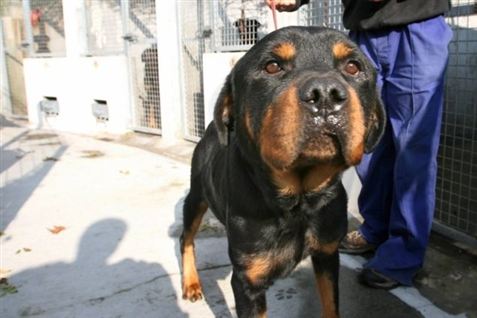Rottweiler skal dø efter børnebid