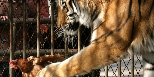 Gik forkert og blev flået ihjel af tigre