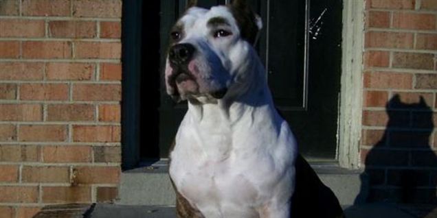 Amstaff-ejers hvalpe dømt til døden