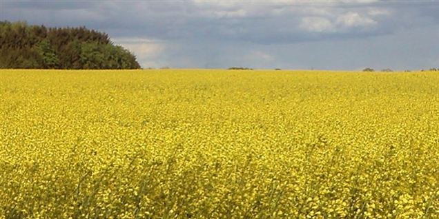 Gensplejsede planter spreder sig i naturen