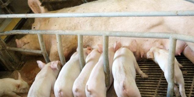 Mor til 276 klar til flere unger