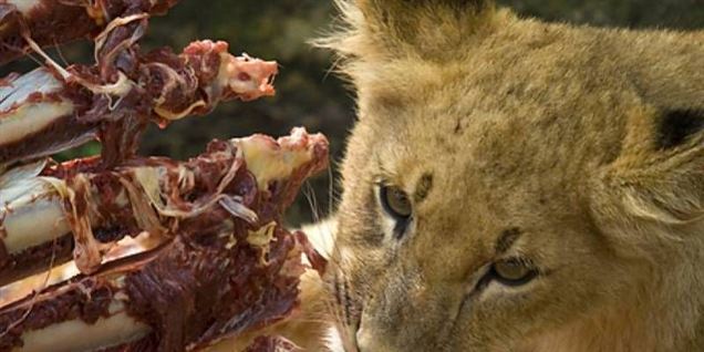 Dyrepassere i Zoo nedlægger arbejdet