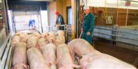Der bliver slagtet 14.000 svin om ugen på Jutland Meat i Struer. Tempoet er så højt, at de ansatte bliver slidt ned, mener flere medarbejdere.