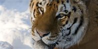 Den sibiriske tigers tykke pels gør, at den flyder i sneen, som vi andre gør det på en badestrand.
