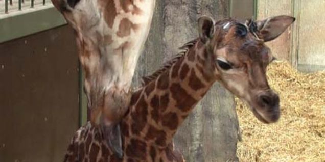 V: SF vil hente pengene i Zoo