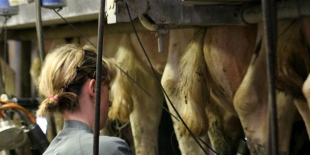 Landbrugets gylle skal gøre Danmark grønt