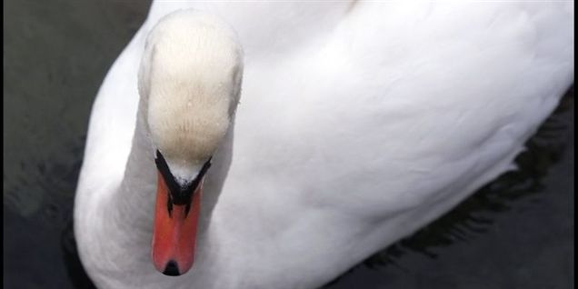 Biolog: Stop fodring af svanerne