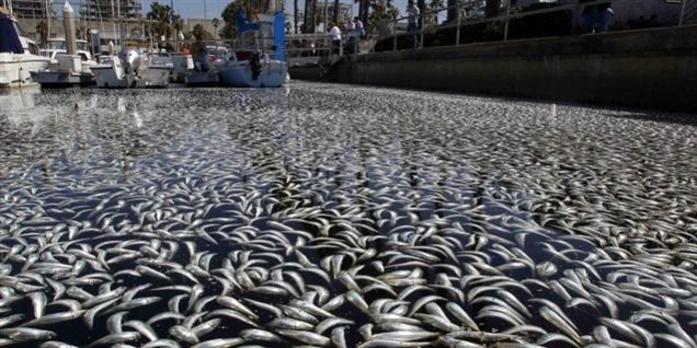 Se millioner af døde fisk ramme kysten