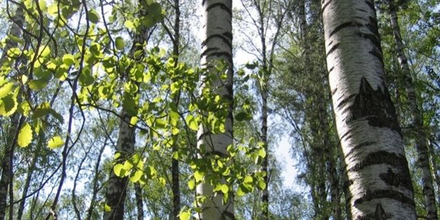 Pollenhelvedet starter i dag