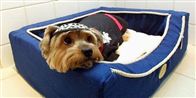 Hunden skal forsikres, men mange forældre glemmer at forsikre deres børn. Kommuner sparer også forsikringen væk, og flere børn hopper rundt uden dækning.