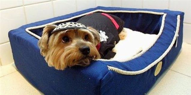 Vi passer bedre på hunden end børnene