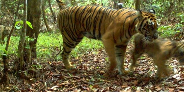 Se sjældne foto af truet tigerunge