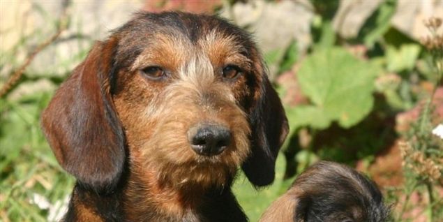Hund overlevede 40 skud og begravelse