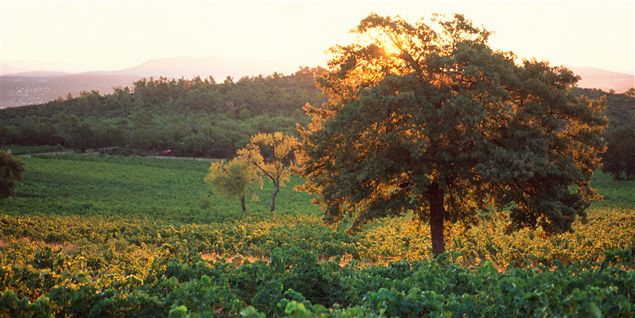 Se de gode bobler og karton-vine