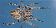 Dårligt nyt for araknofobikere. Der bliver flere og større edderkopper pga. verdens klimaforandringer. Dette er ikke en 'polarjæger' (Pardosa Glacialis), som forskerne har undersøgt.